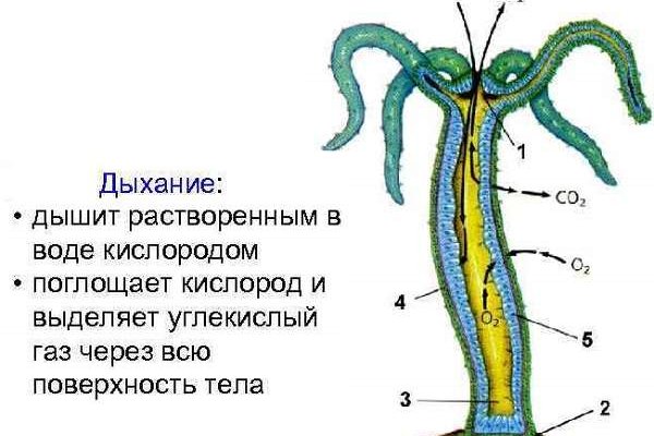 Кракен актуальная